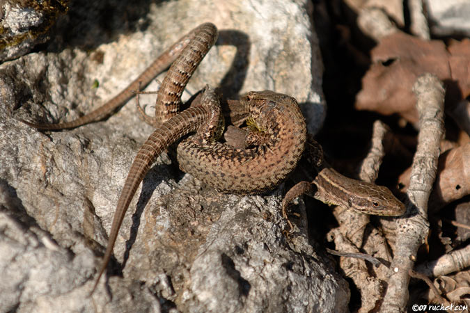 Lézard des murailles - Podarcis muralis