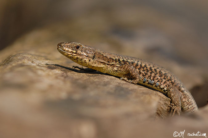 Lézard des murailles - Podarcis muralis