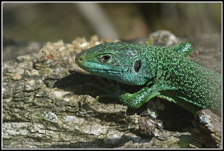 Lézard vert - Lacerta bilineata