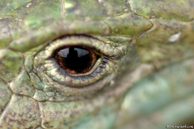 Lézard vert - Lacerta bilineata