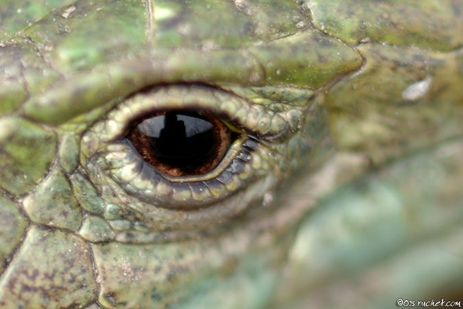 Lézard vert - Lacerta bilineata