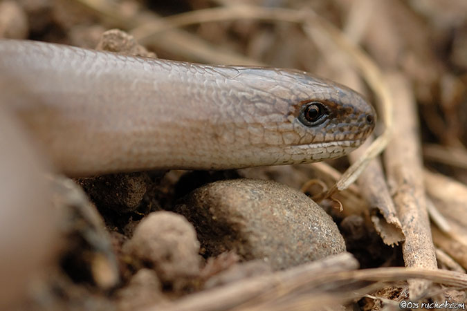 Slow-worms - Anguis fragilis