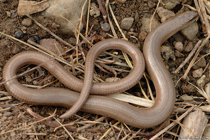 Slow-worms - Anguis fragilis