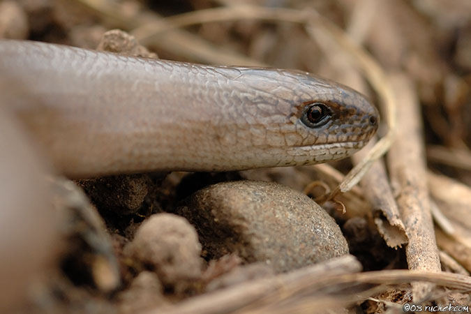 Slow-worms - Anguis fragilis
