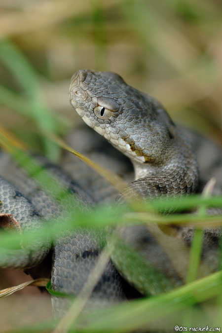 Vipera aspis - Vipera aspis