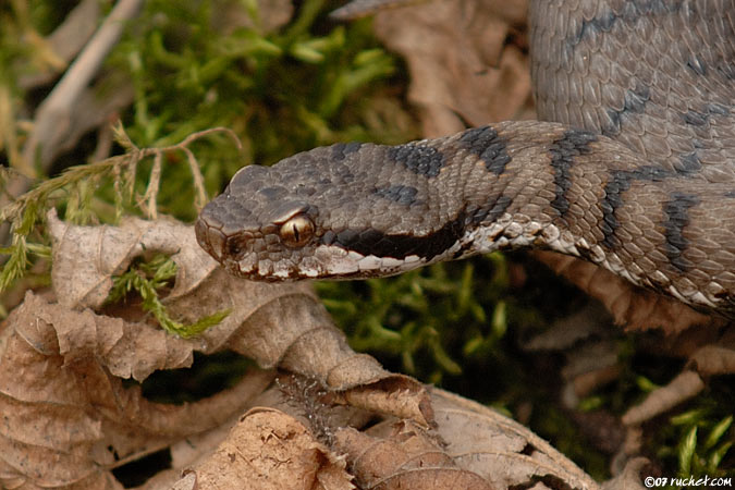 Aspisviper - Vipera aspis