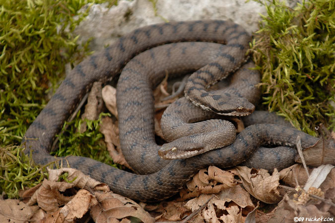 Aspisviper - Vipera aspis