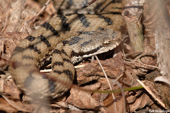 Aspisviper - Vipera aspis