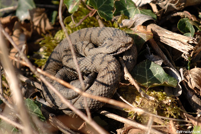 Vipère aspic - Vipera aspis