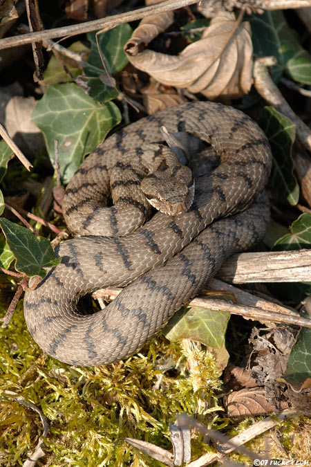 Vipera aspis - Vipera aspis