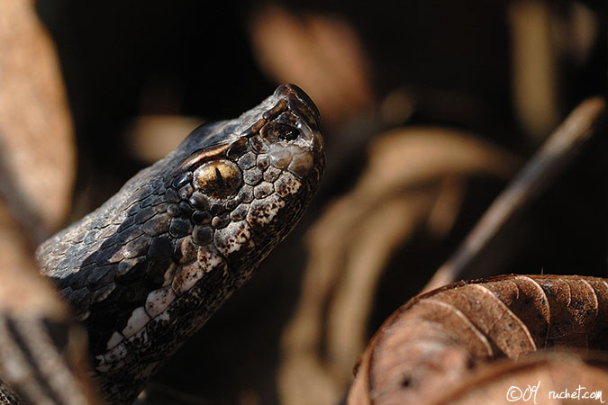 Vipera aspis - Vipera aspis